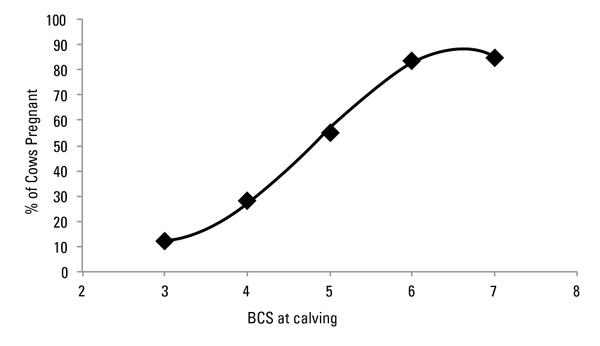 Figure 1. Pregnancy rates of cows calving
